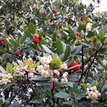 Strawberry tree with fruits and in full blossom